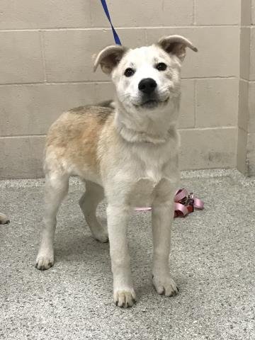 MARKUS - Labrador Retriever / Siberian Husky available for adoption