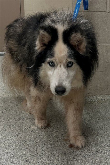 DANDELION - Husky available for adoption