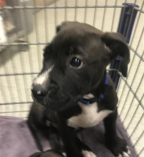 FIXER - Pit Bull Terrier available for adoption