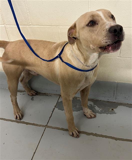 SCOOBY - Pit Bull Terrier available for adoption