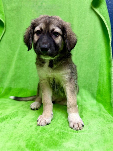 SPARROW - Great Pyrenees available for adoption