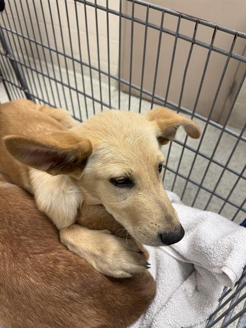 MINDY - Labrador Retriever available for adoption