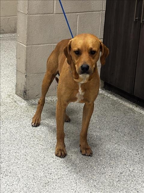 BUMPER - Labrador Retriever available for adoption