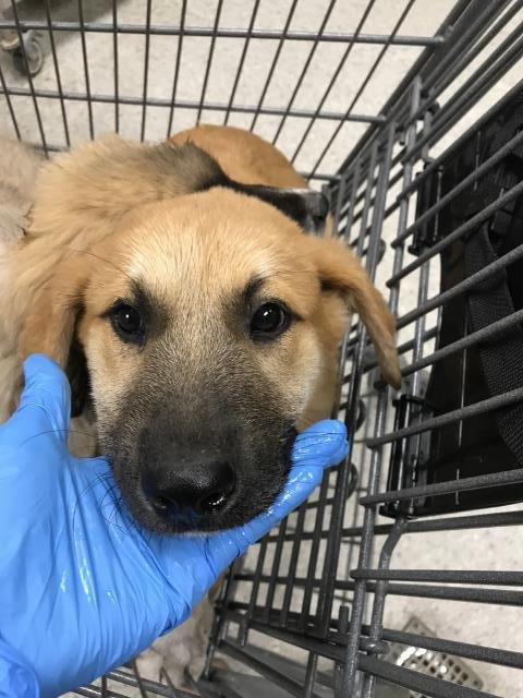 VALERIE - Labrador Retriever available for adoption