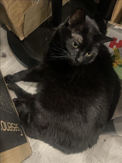 LUNA - Domestic Short Hair available for adoption