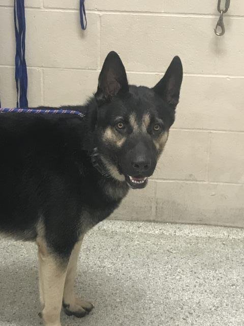 DABARKUS - German Shepherd Dog available for adoption