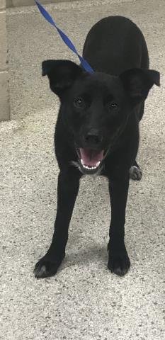 LOLLIPOP - Labrador Retriever available for adoption