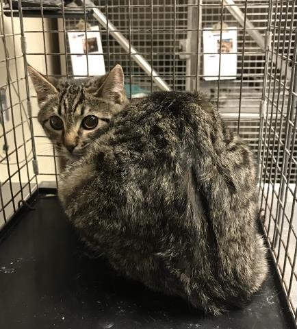 A424980 - Domestic Short Hair available for adoption