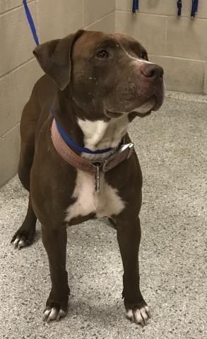 CROC - Pit Bull Terrier available for adoption