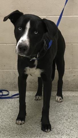 BOLT - Labrador Retriever / Siberian Husky available for adoption