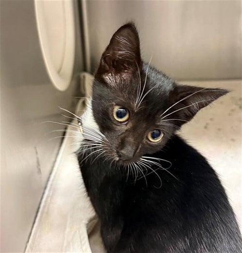 KYLIE - Domestic Short Hair available for adoption