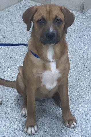 ANNIE - Labrador Retriever available for adoption