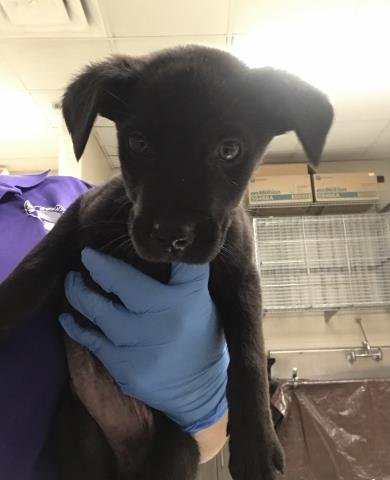 LOTUS - Labrador Retriever available for adoption