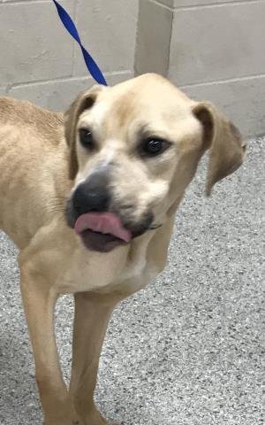 HOGARTH - Pit Bull Terrier available for adoption