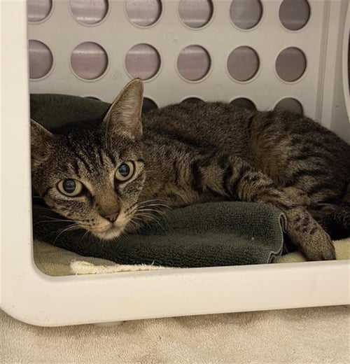 MADELYN - Domestic Short Hair available for adoption
