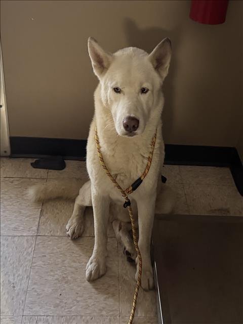 KOBE - Siberian Husky available for adoption