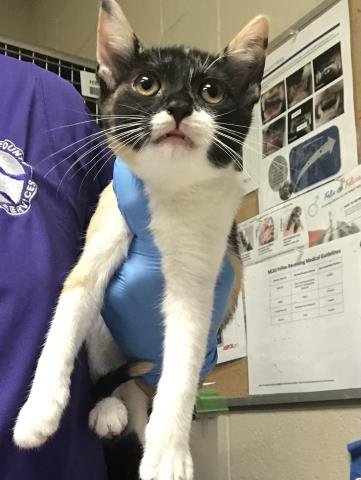 A425110 - Domestic Short Hair available for adoption