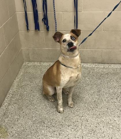 JACK FROST - Australian Cattle Dog/Blue Heeler / Labrador Retriever available for adoption
