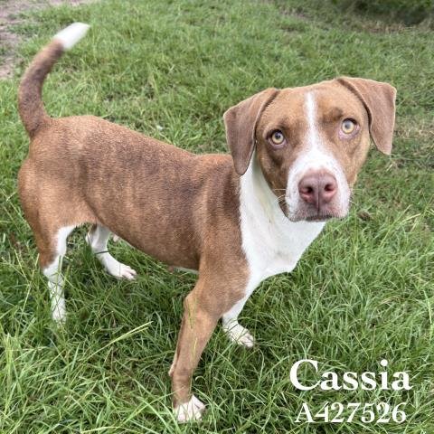 CASSIA Image