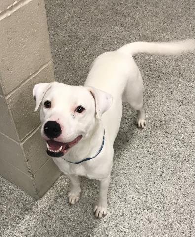 FIONA - Pit Bull Terrier / Labrador Retriever available for adoption