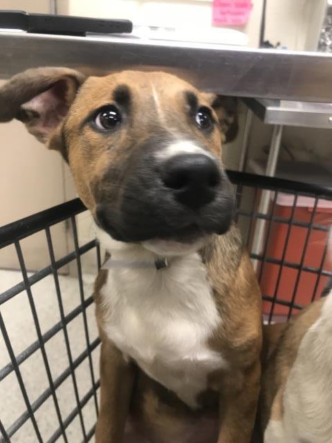 HARRIET - Labrador Retriever available for adoption