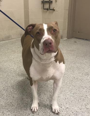 AUGUST - Staffordshire Bull Terrier / Pit Bull Terrier available for adoption
