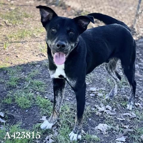 MURRAY - Labrador Retriever available for adoption