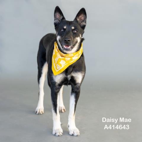 DAISY MAE - German Shepherd Dog available for adoption