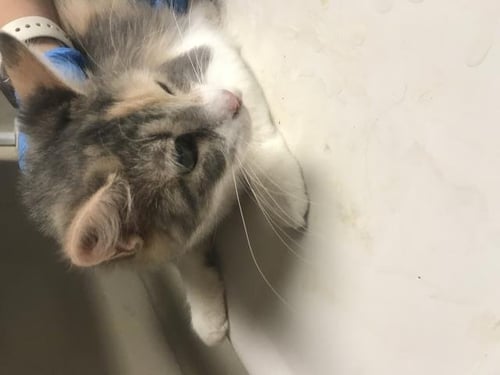 CINDY LOU - Domestic Medium Hair for adoption in The Woodlands