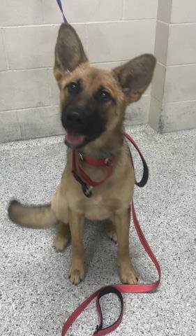 GIDGET - German Shepherd Dog available for adoption