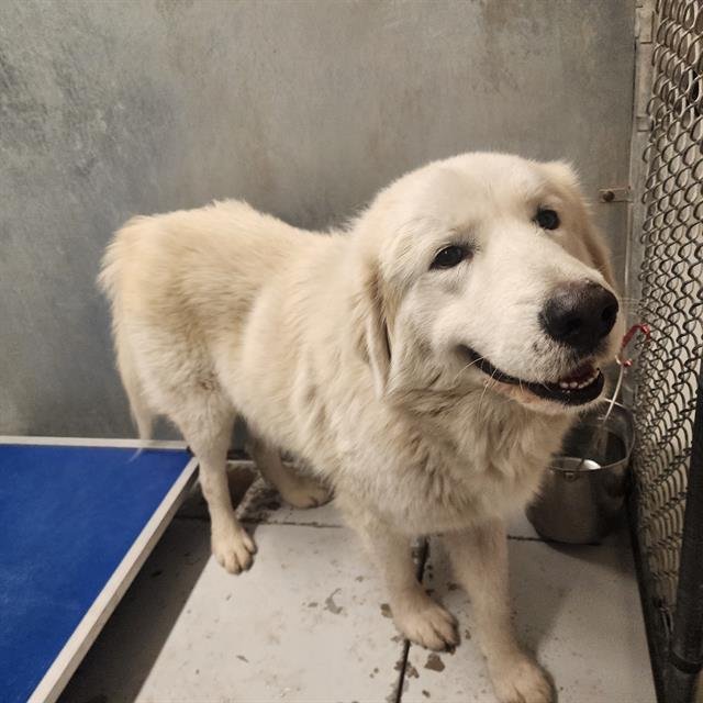 CLOUD - Maremma Sheepdog available for adoption