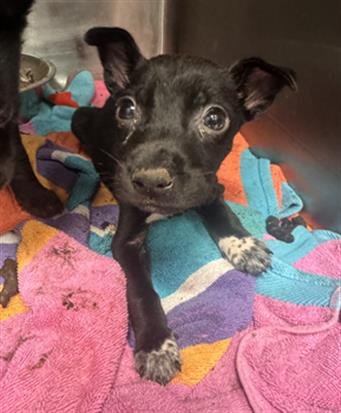 TUCKER - Labrador Retriever available for adoption