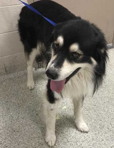 POE - Great Pyrenees / Husky available for adoption