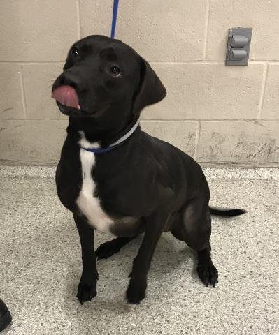 RAVEN - Labrador Retriever available for adoption