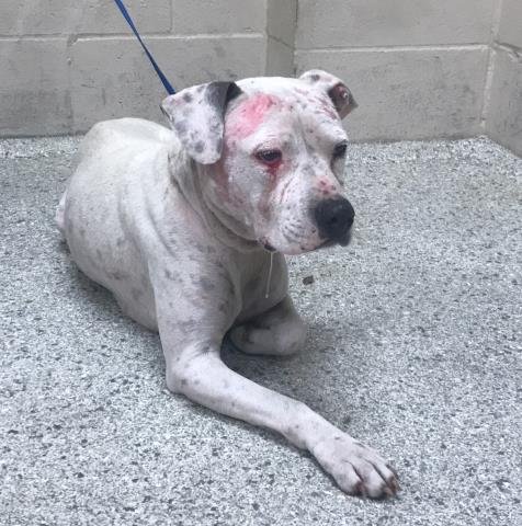 GENEVIEVE - Pit Bull Terrier available for adoption