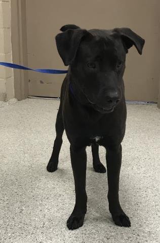 BEAR - Labrador Retriever / Pit Bull Terrier available for adoption