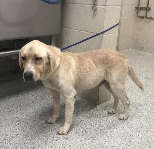 MAX - Labrador Retriever available for adoption