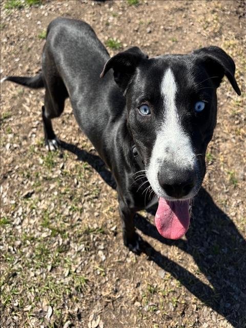 BOLT - Labrador Retriever / Siberian Husky available for adoption