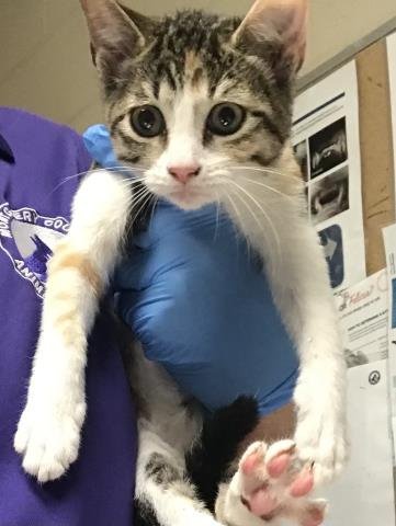 A425111 - Domestic Short Hair available for adoption