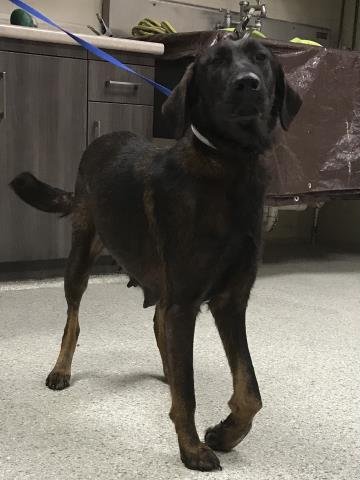 CORDELIA - Labrador Retriever available for adoption