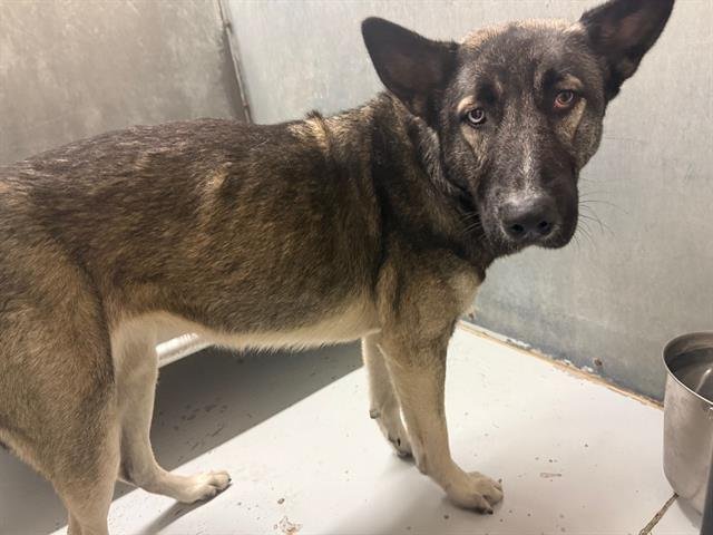 MAEVE - Siberian Husky available for adoption