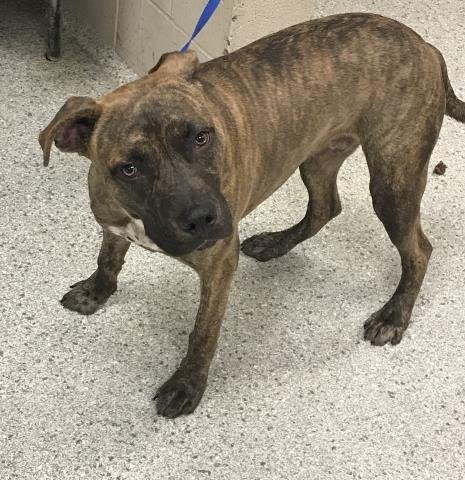 LEANGELO - American Pit Bull Terrier available for adoption