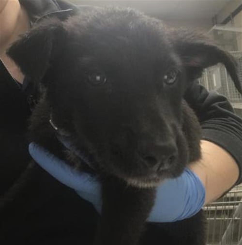 HOWARD - Labrador Retriever available for adoption