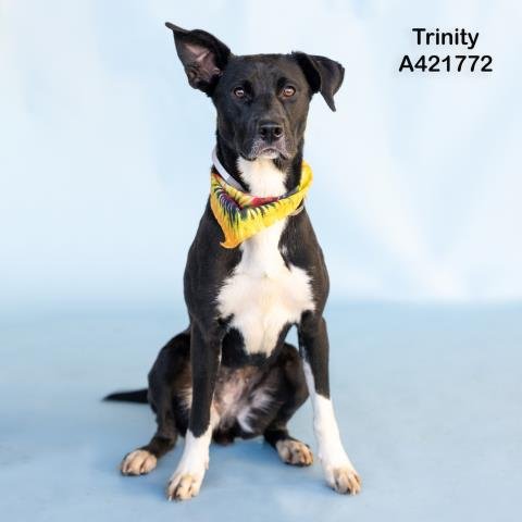 TRINITY - Labrador Retriever available for adoption