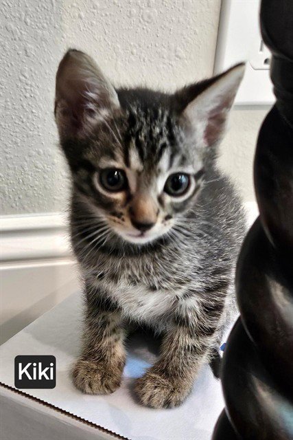 KIKI - Domestic Short Hair available for adoption