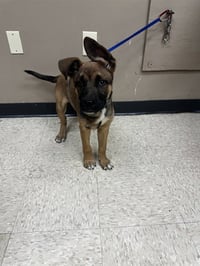 SNOOP - Photo 1