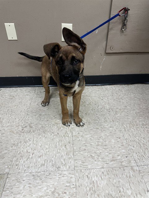 SNOOP - German Shepherd Dog available for adoption