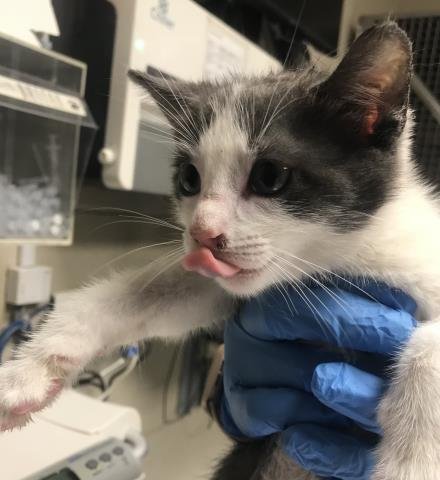 A428087 - Domestic Short Hair for adoption in The Woodlands