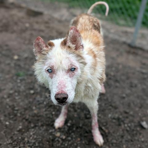 SHILOH - Siberian Husky available for adoption