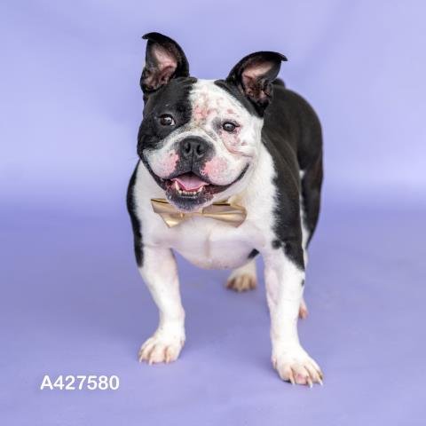 SQUISHY - American Bulldog available for adoption